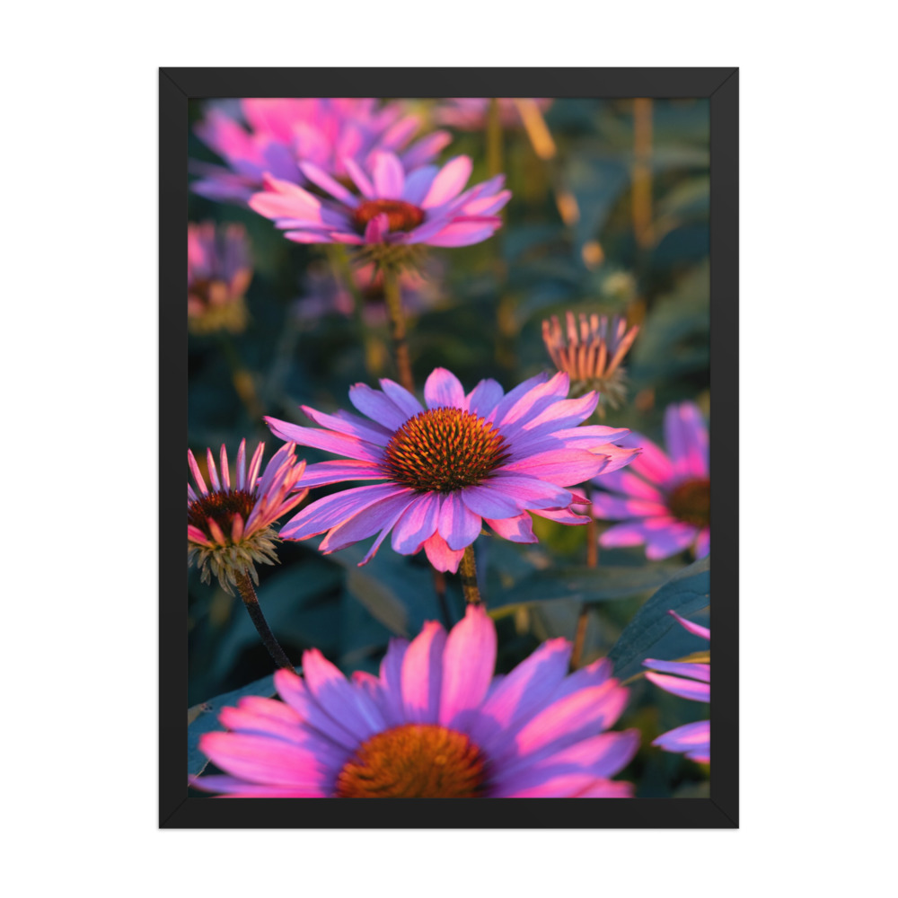 Coneflower Field photograph in a black frame