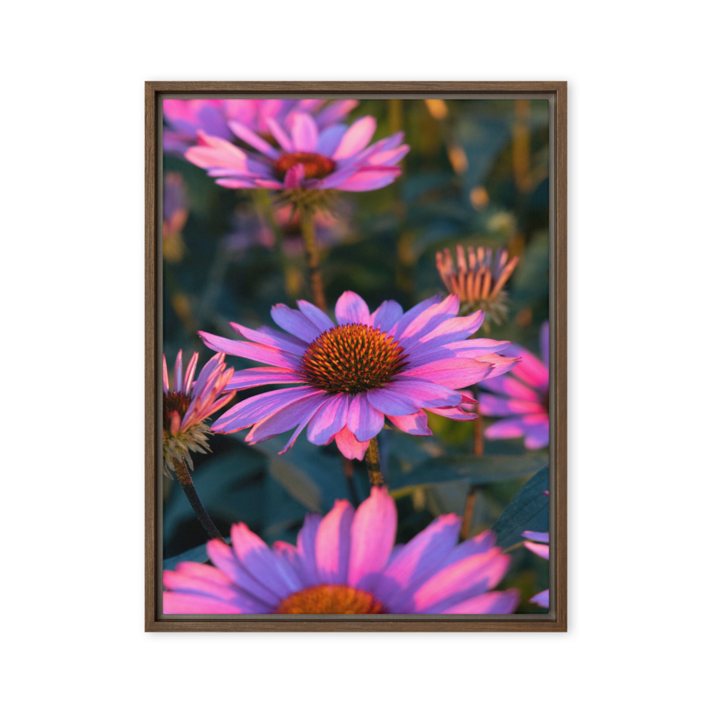 Coneflower Field photograph on canvas in a brown floater frame