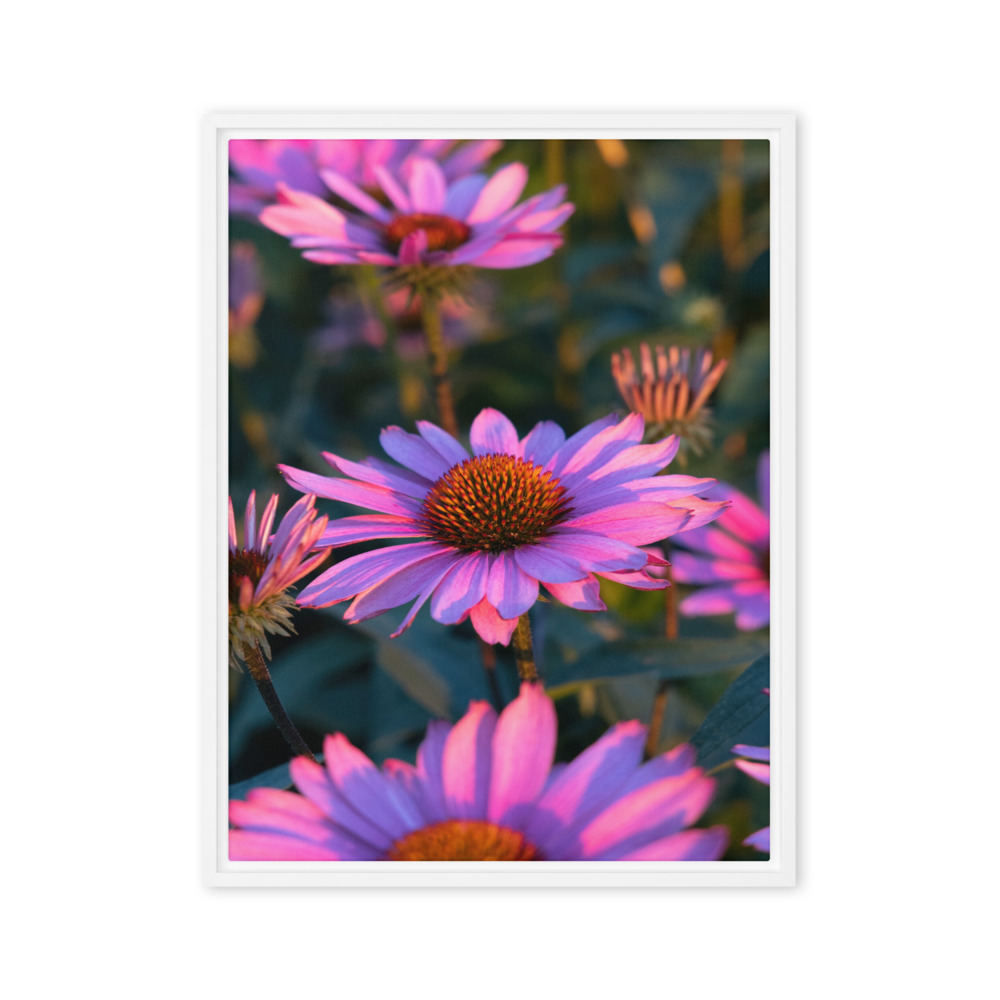 Coneflower Field photograph on canvas in a white floater frame