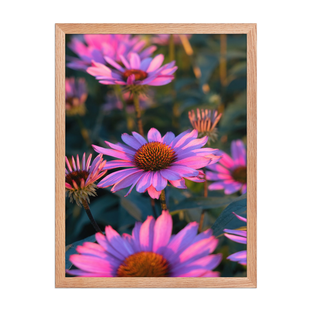 Coneflower Field photograph in a red oak frame