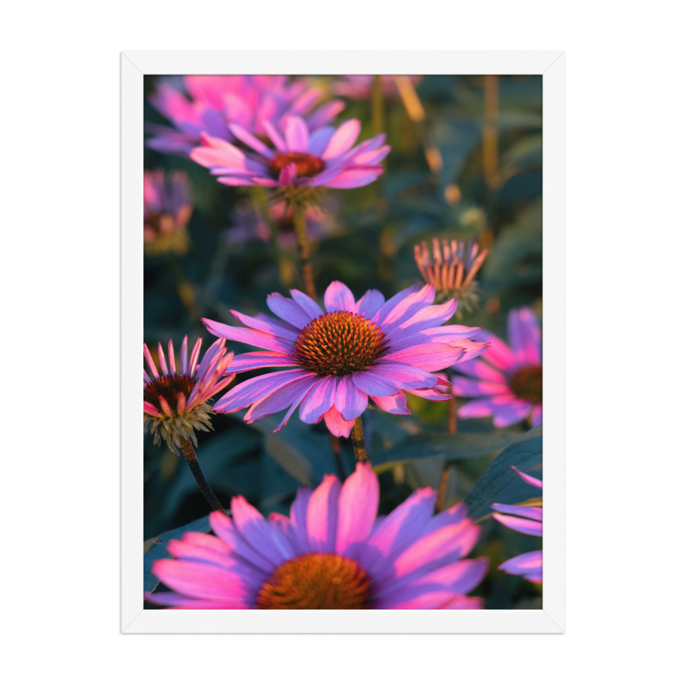 Coneflower Field photograph in a white frame